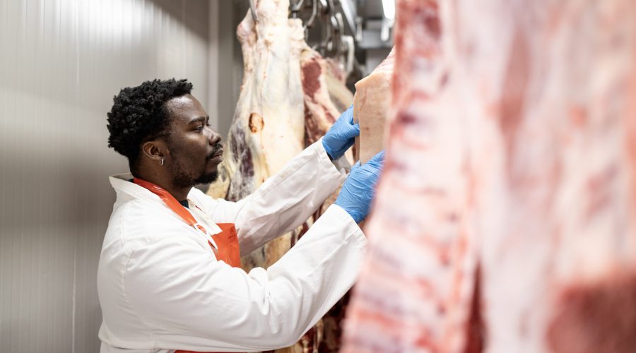 Experienced meat industry worker preparing pork meat in slaughterhouse for food processing.