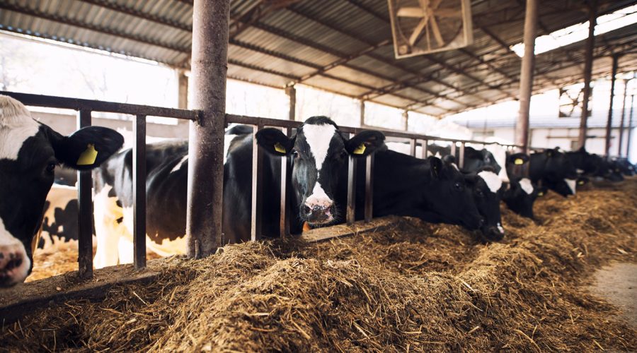 why-the-uk-must-back-small-abattoirs